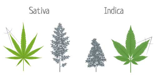 indica and sativa leaves compared
