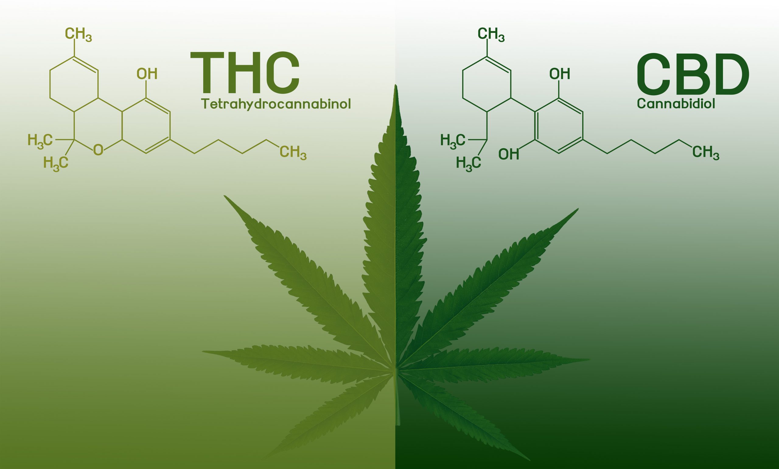 t.h.c. and c.b.d. molecular charts with marijuana leaf