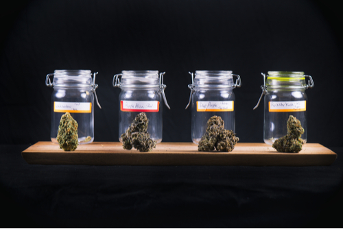 four glass jars with marijuana buds