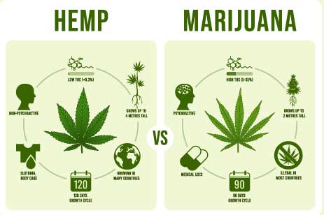 simple chart showing uses for hemp and marijuana