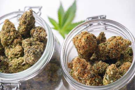 glass jars containing marijuana buds