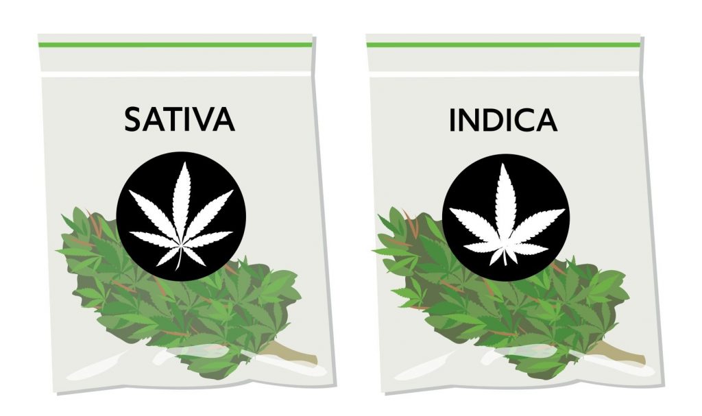 sativa and indica buds in a plastic ziplock bags