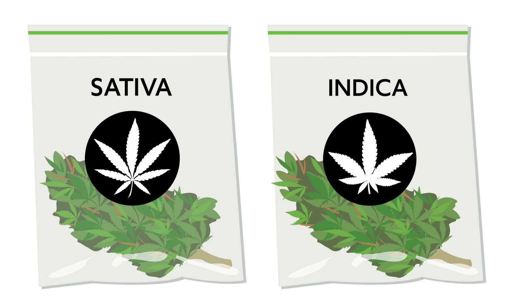 sativa and indica buds in a plastic ziplock bags