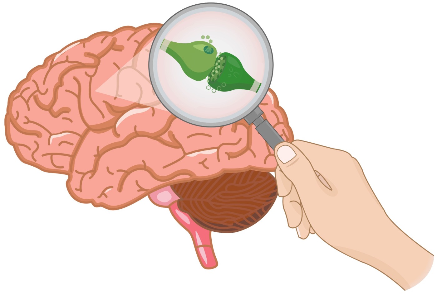 cartoon of  magnifying glass over human brain