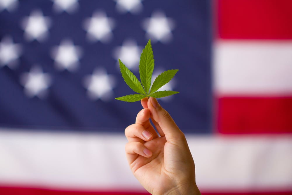 person holding marijuana leaf with american flag