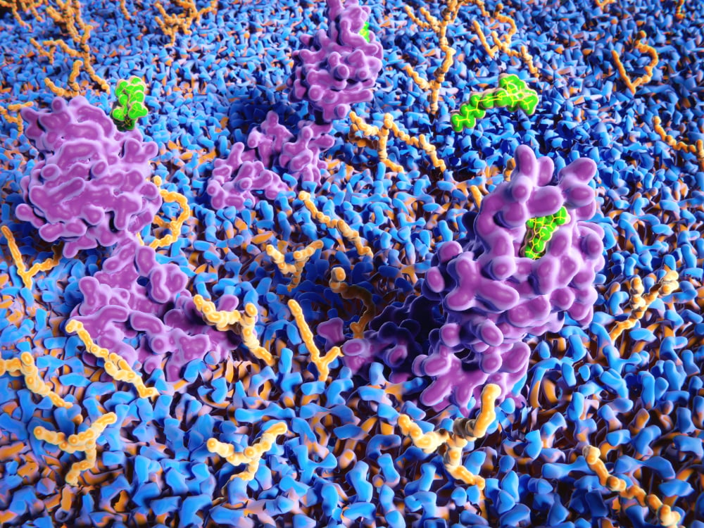 THC molecules binding to the cannabinoid receptor