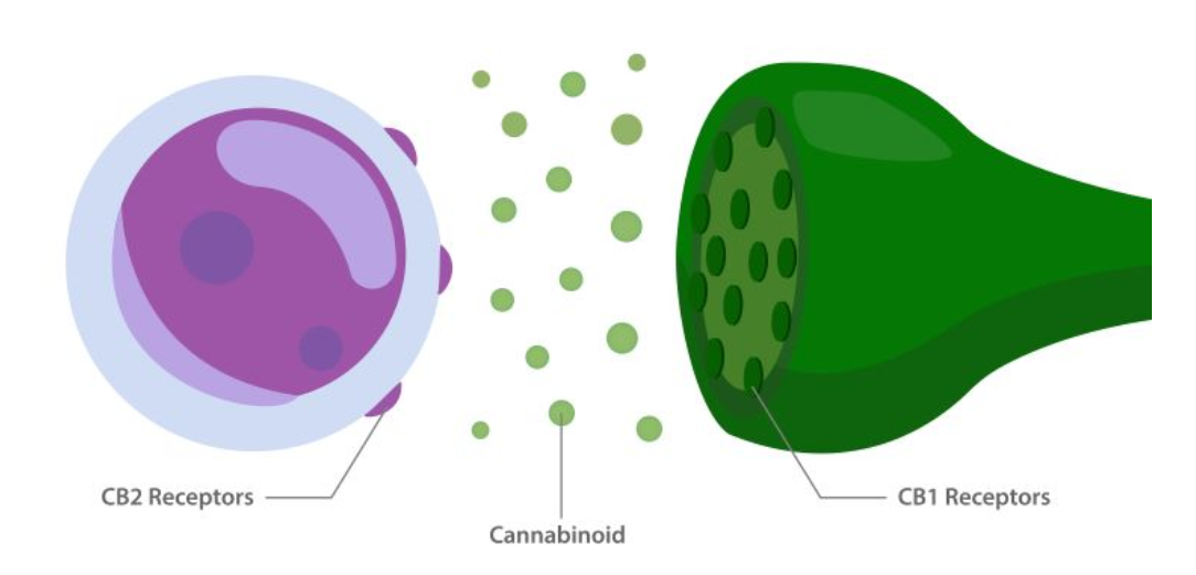 cb1 and cb2 receptors in the human brain