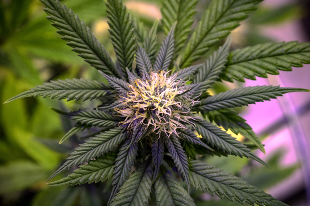 closeup of marijuana plant with many leaves