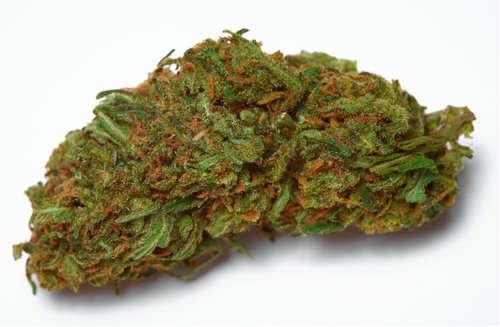 a bud of durban poison marijuana