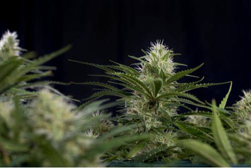 green-crack-sativa marijuana plant