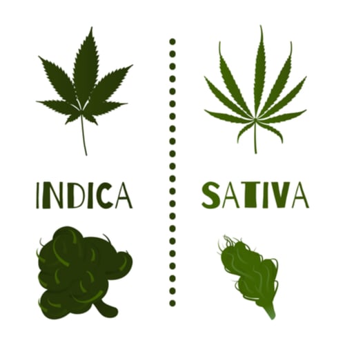 indica and sativa buds compared on a simple chart