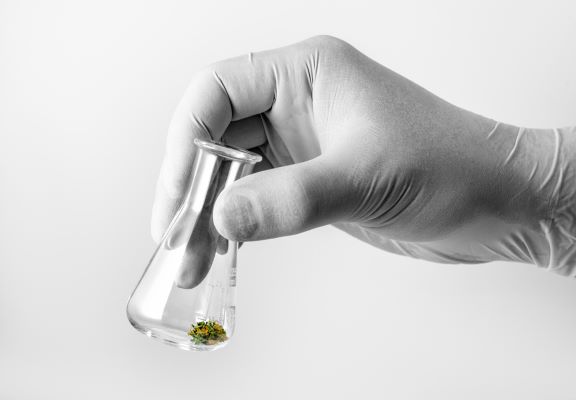 laboratory beaker with small marijuana bud