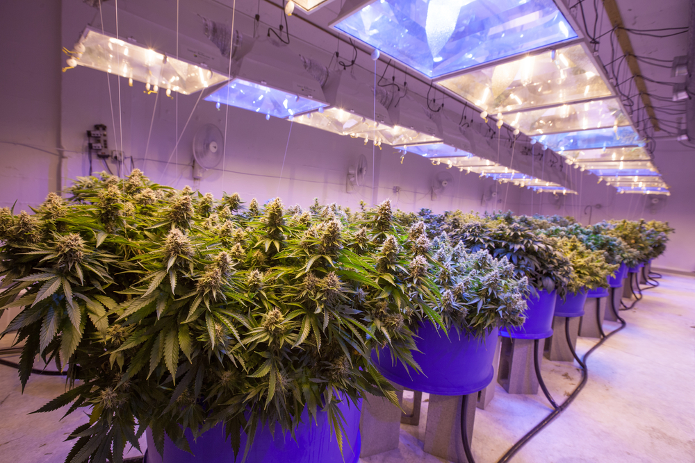 marijuana grow operation