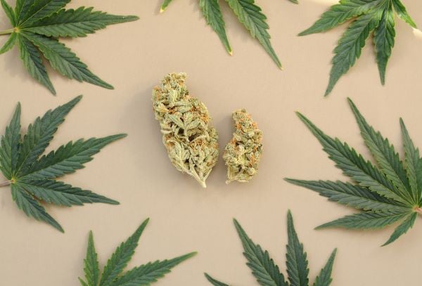 marijuana leaves and buds