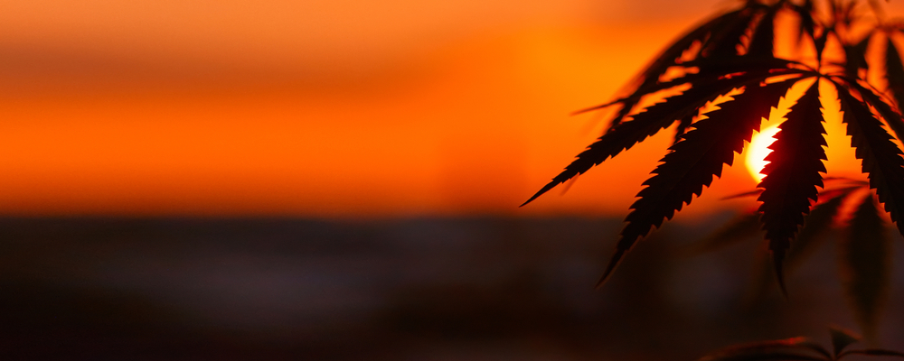 marijuana plant at sunset