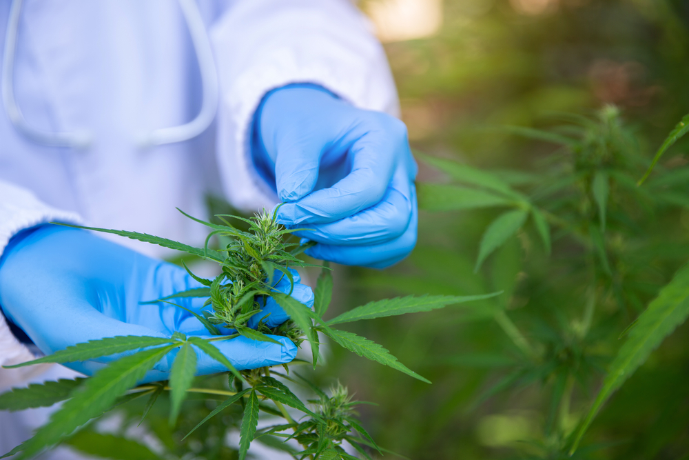 marijuana researcher with plant