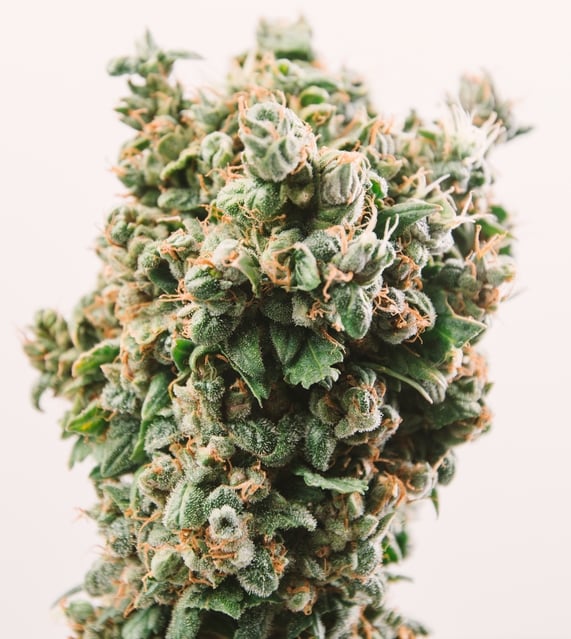 medical marijuana bud