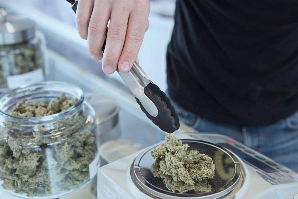 medical marijuana budtender weighing marijuana buds