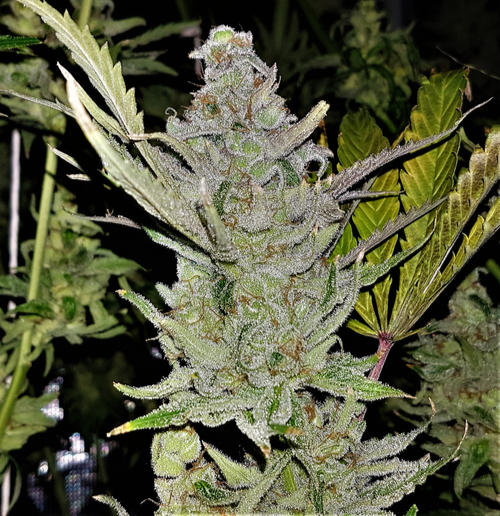 pineapple-express-hybrid marijuana plant