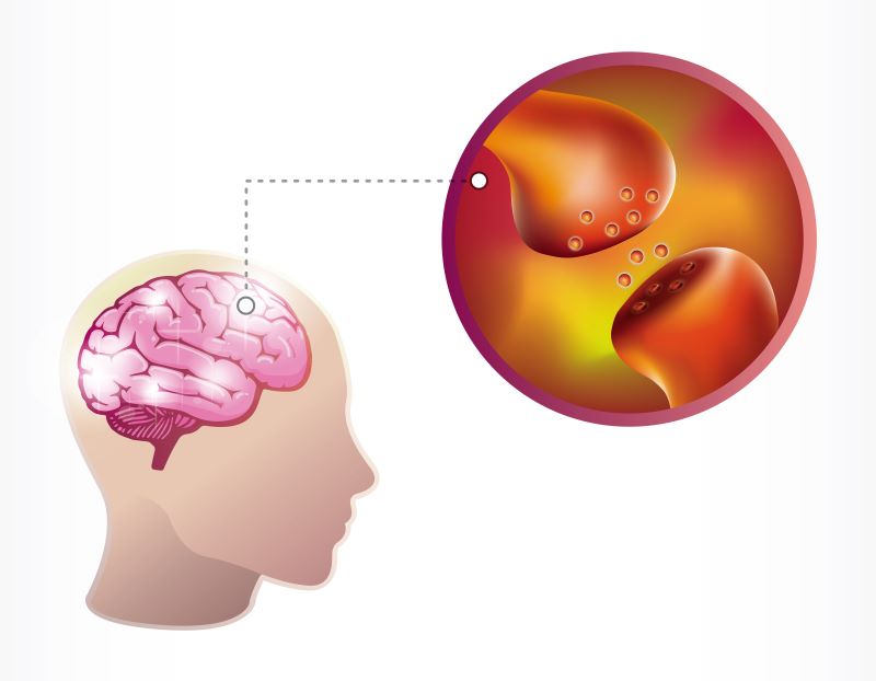 receptors in the human brain