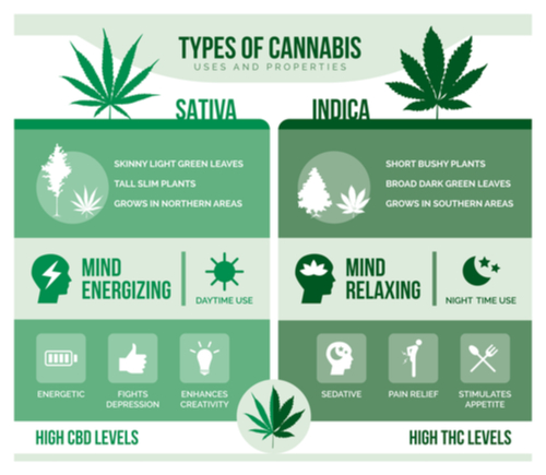 indica versus sativa chart