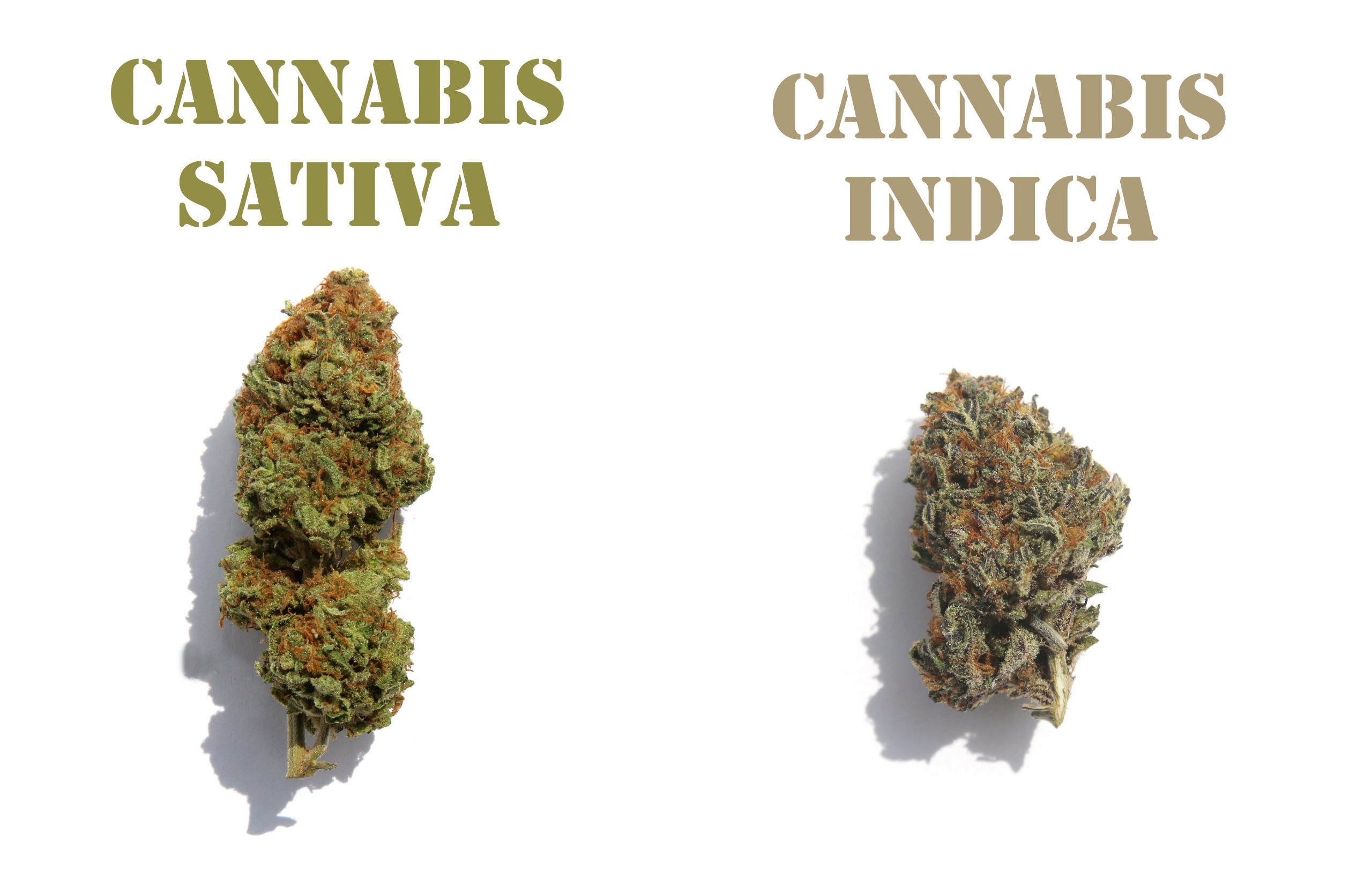 sativa and indica marijuana buds