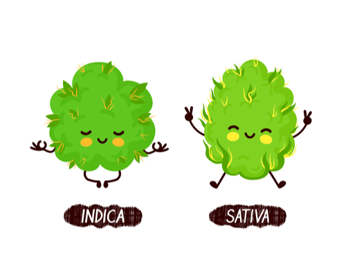 indica versus sativa