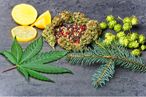 marijuana leaf with lemon, pine, berries and buds representing different limonenes