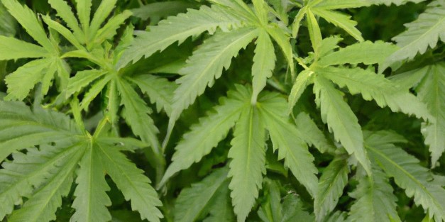 a cluster of marijuana leaves