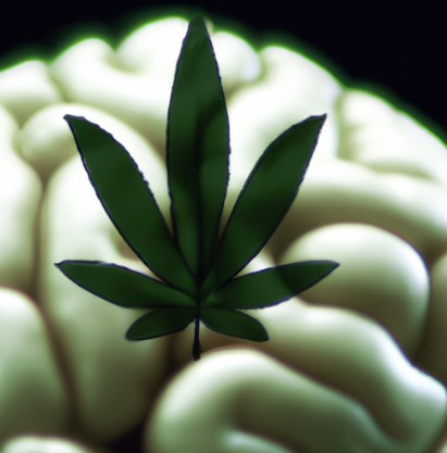 human brain with marijuana leaf