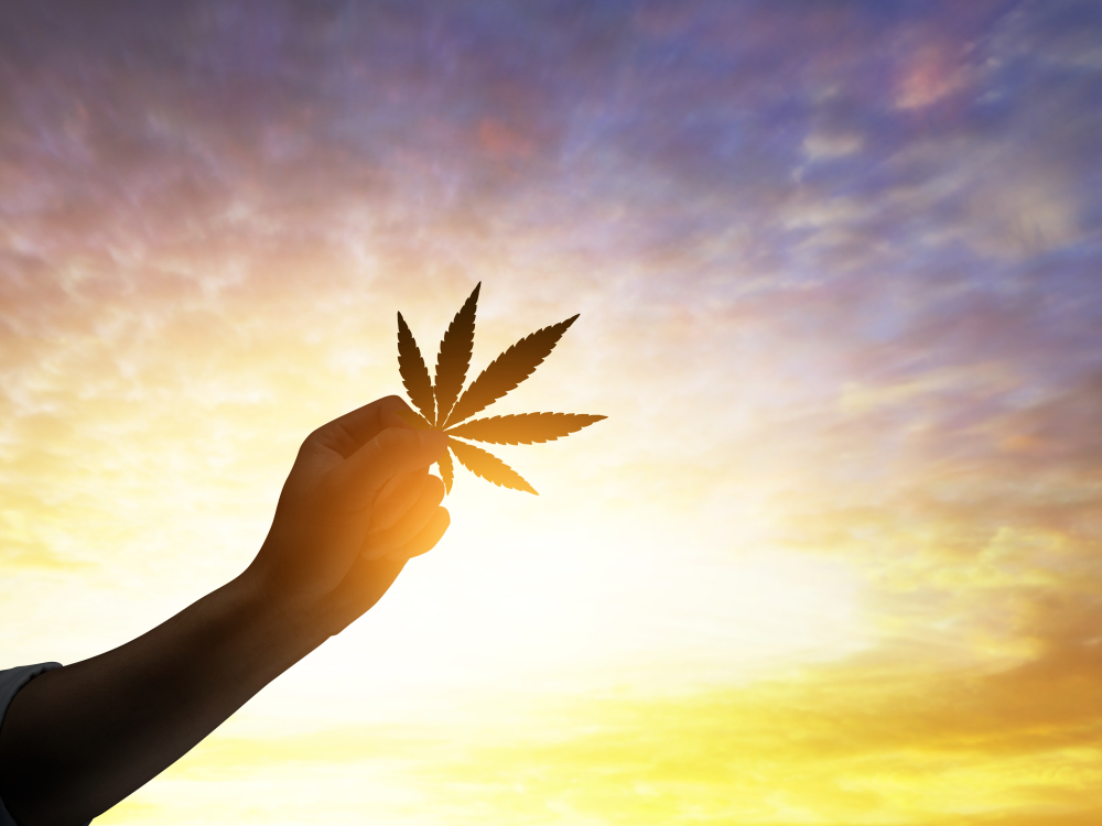 hand holding marijuana leaf at sunset