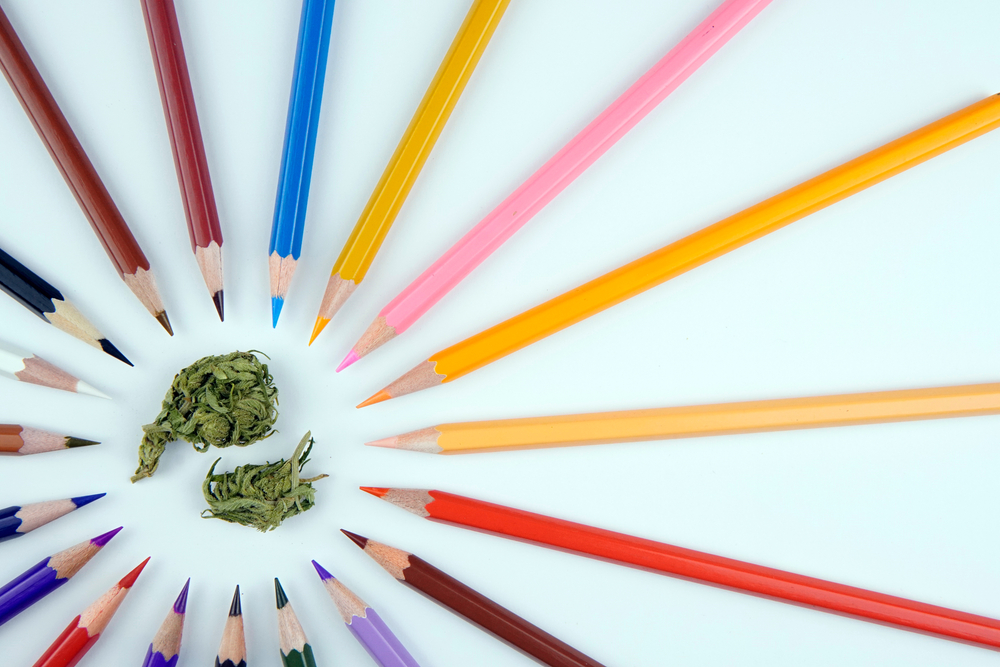 marijuana buds and colored pencils