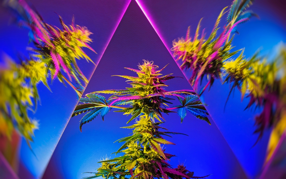three marijuana plants