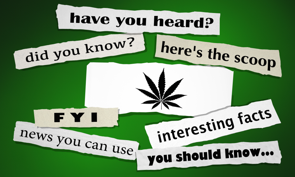 marijuana news headlines