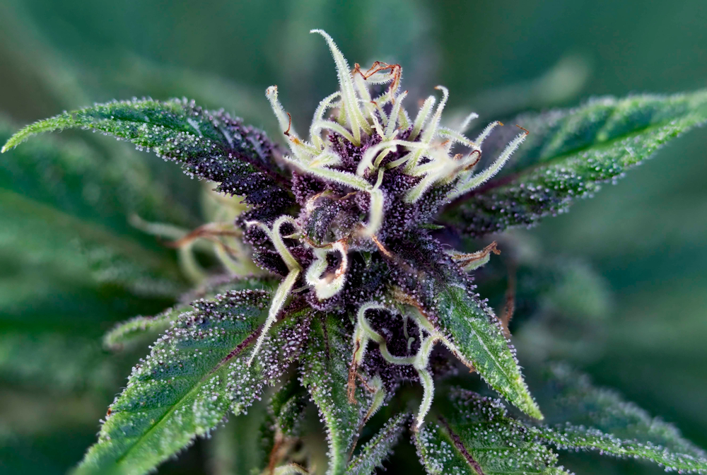 durban poison marijuana flower