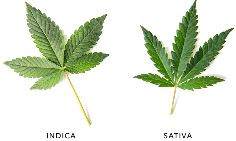 indica and sativa leaves