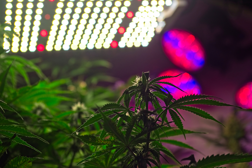 l.e.d. lights and marijuana plants